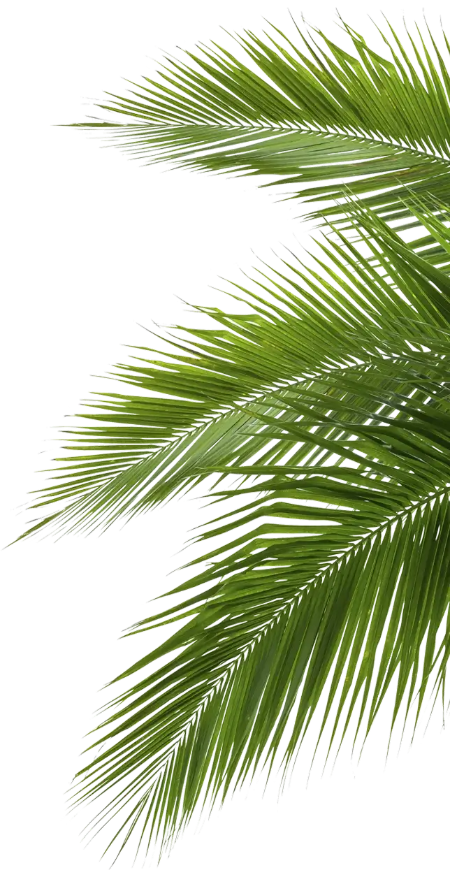 palm